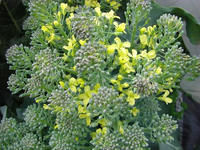 スティック　ブロッコリー