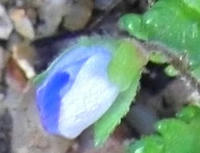 オオイヌノフグリ