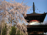 吉野山2010