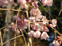 吉野山2010