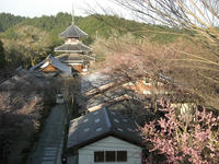吉野山2010