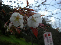 吉野山
