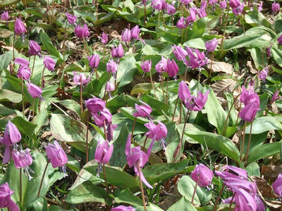 DSCF0778.jpg