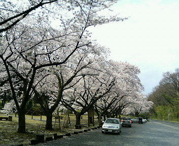 200804281kenminnomori.jpg
