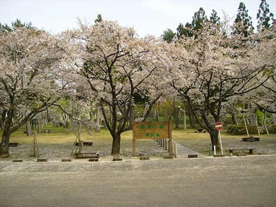 20080501kenmin_sakura.JPG