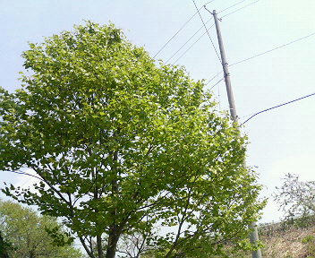 200805021247000.jpg