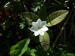 DSCF1100.jpg
