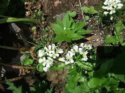 DSCF1138.jpg