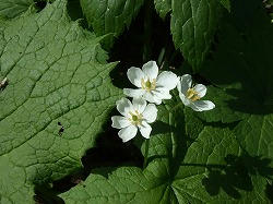 DSCF1173.jpg