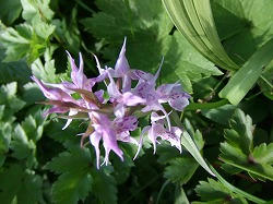 DSCF1175.jpg