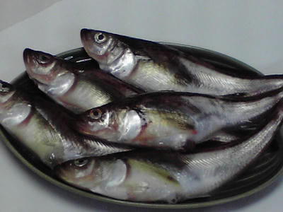 2008112115480001.jpg