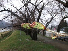 DSCF2091.jpg