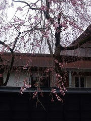 DSCF2094.jpg