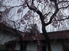 DSCF2095.jpg