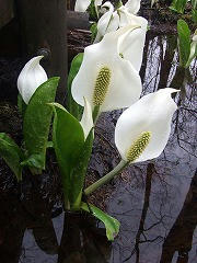 DSCF2102.jpg