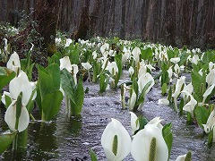 DSCF2106.jpg