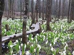DSCF2107.jpg