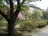 niwa2.jpg