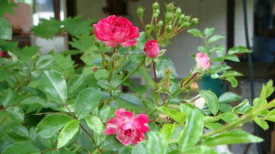 DSC01232.jpg