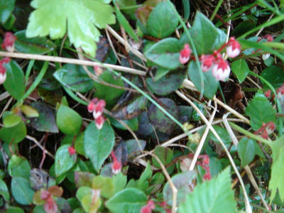 DSC00457.jpg