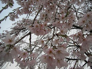 DSCF0308.jpg