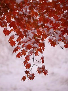 momiji.jpg