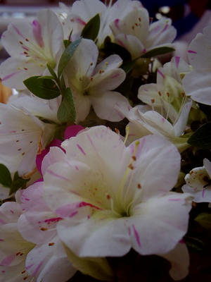 IMGP1286.jpg
