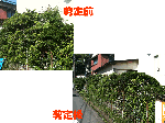 庭木の剪定・樹木の伐採