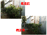 庭木の剪定・伐採