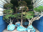 植木の運搬