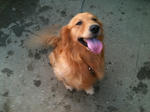 犬のお世話（散歩・えさやり）