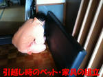 引越しのお手伝い・家具組立