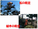 植木の剪定・お庭の手入れ