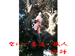 樹木の剪定・伐採・抜根・お庭のお手入れ