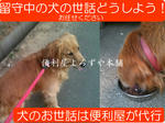 犬のお世話・散歩