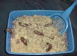 Gross-Halloween-Recipes-Kitty-Litter.jpeg