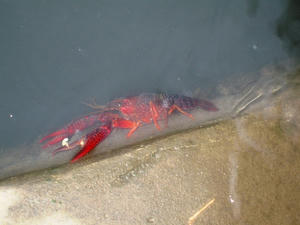 IMG_1477.JPG