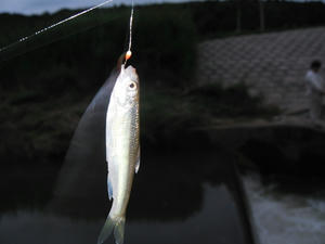 IMG_1478.JPG