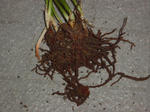 omoto1.jpg