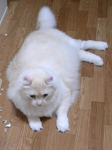 debu02