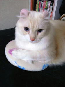 ウィッシュ