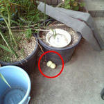 hibi-070914-01.jpg