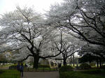 hibi-080407-02.jpg
