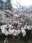 hibi-120414-01.jpg