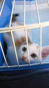 子猫
