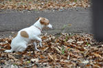 DSC_0054.jpg