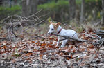 DSC_0106.jpg