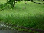 P1050474.jpg