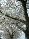 200803291237000.jpg