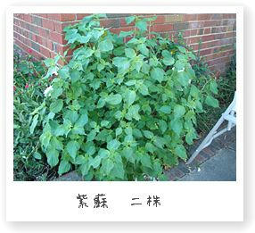 紫蘇